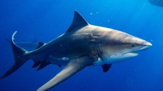 US-ANIMAL-SHARK