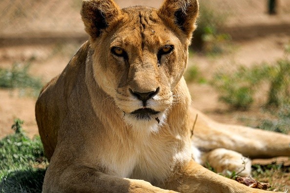 SUDAN-ENVIRONMENT-LION