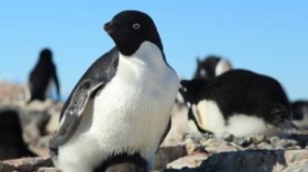 Adélie penguins