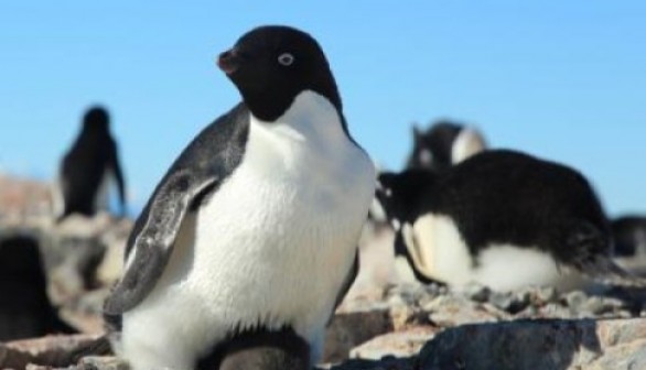 Adélie penguins