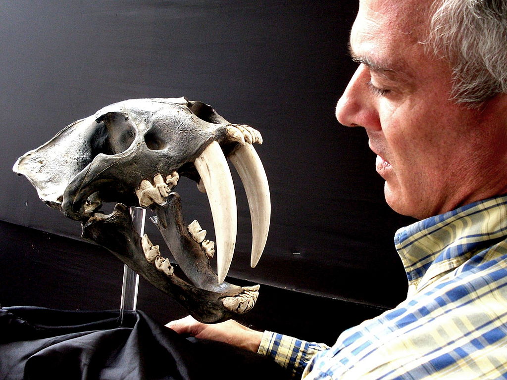 Sabertooth tiger skull first evidence of animal in Iowa - Radio Iowa