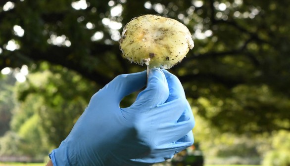 AUSTRALIA-PLANT-MUSHROOM