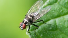 Black and Red Flying Insect Perched on Green Leaf