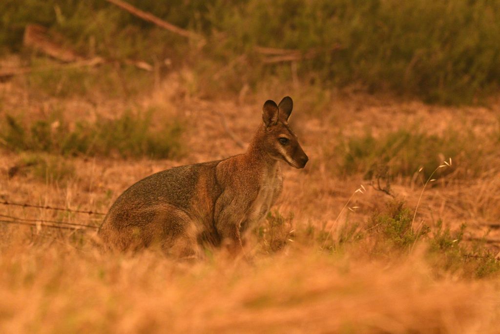 Kangaroo 2005