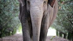 Australia’s Oldest Asian Elephant Dies at 58