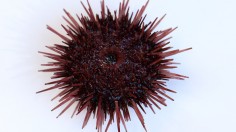 Sea Urchin Fishing Season Starts In Mikuni