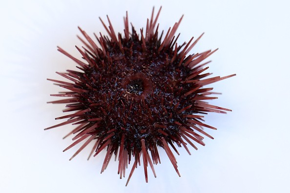 Sea Urchin Fishing Season Starts In Mikuni
