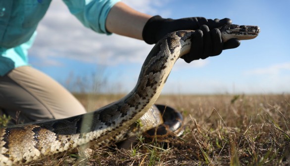 Florida Conservation Group Uses Dogs To Hunt Invasive Pythons