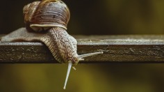 Close-Up Photo of Snail