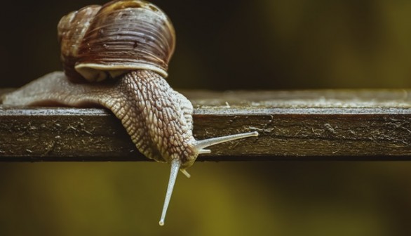 Close-Up Photo of Snail