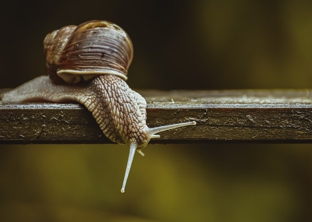 Close-Up Photo of Snail