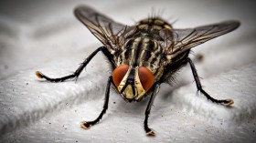 Macro Photo of Black Fly