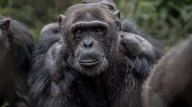 Chimpanzee, HIV origins