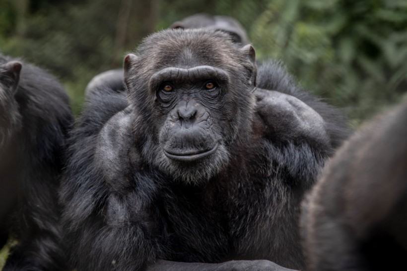 Chimpanzee, HIV origins