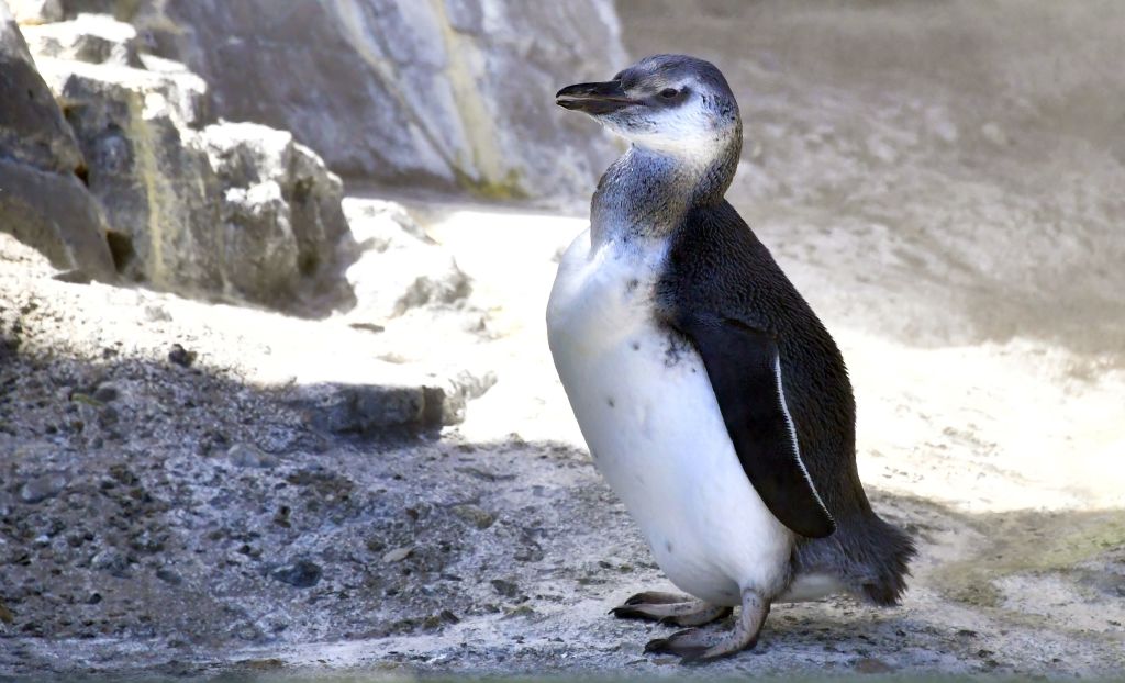 Flashback: Dindim el pingüino viaja 5,000 millas cada año para visitar a su salvador en Brasil