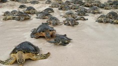 Loggerhead turtles