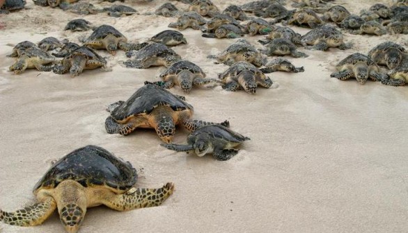 Loggerhead turtles