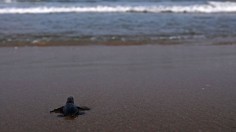 INDIA-WILDLIFE-TURTLES