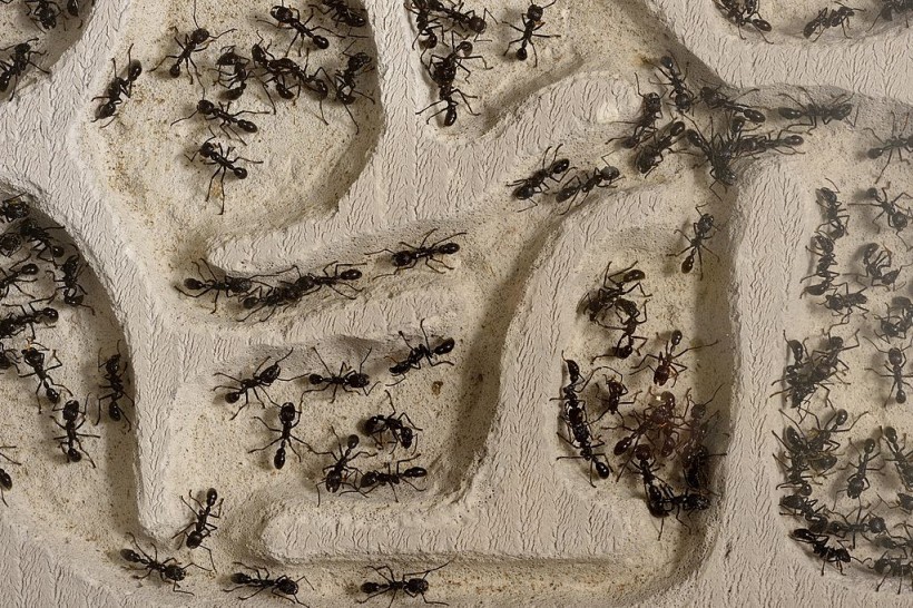 Ant colony