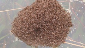 Fire ants on water