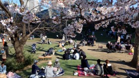 Japan Enjoys Cherry Blossom Season Amid The Continuing Coronavirus Pandemic