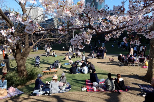 Japan Enjoys Cherry Blossom Season Amid The Continuing Coronavirus Pandemic