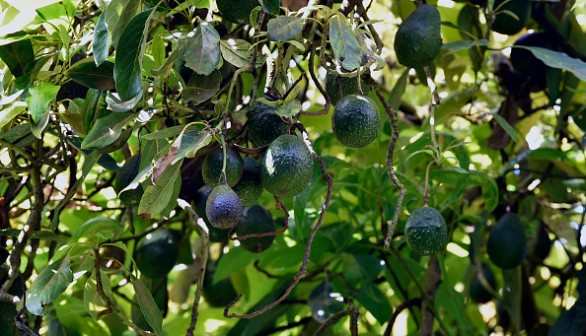 MEXICO-US-VIOLENCE-AVOCADO