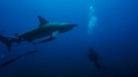 SAFRICA-ENVIRONMENT-OCEAN-SHARKS