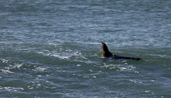 Marine Mammal Center Studies Rise In New Disease In Sea Lions