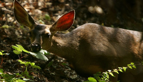 Mule deer