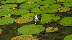 SINGAPORE-ENVIRONMENT-ANIMAL