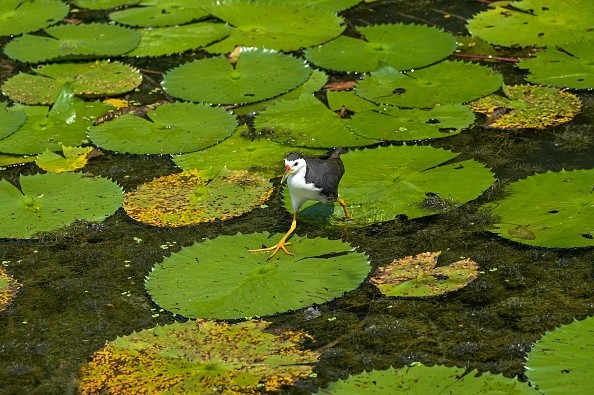 SINGAPORE-ENVIRONMENT-ANIMAL