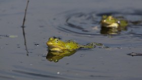 Pelophylax lessonae, Pool Frog