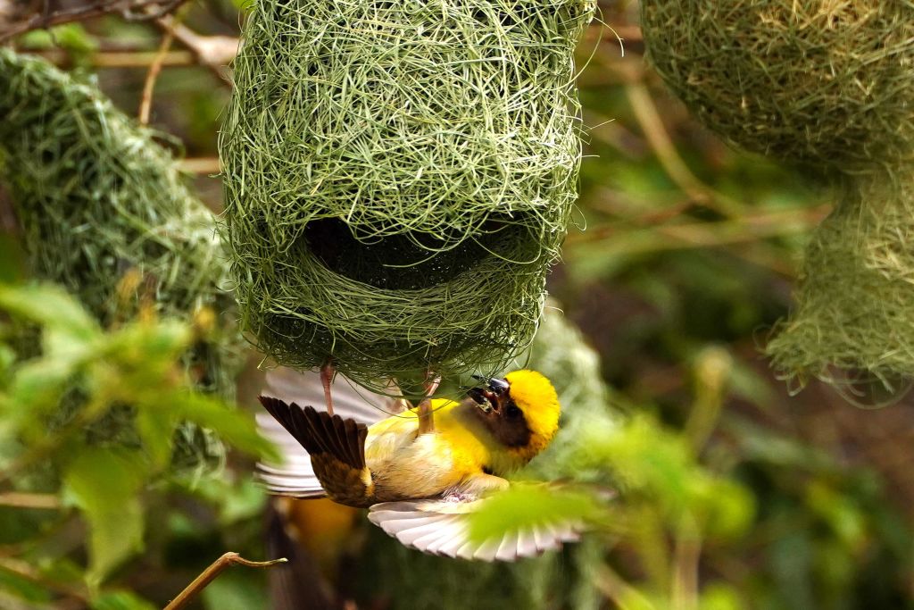 vegetarian-weaver-birds-are-more-sociable-than-their-insect-eating