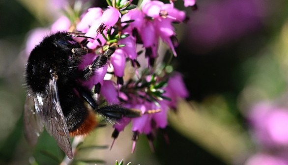 FRANCE-ANIMAL-SPRING-FEATURE