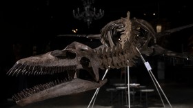 Dinosaur Bones and 100 million year old Amber Go Under The Hammer
