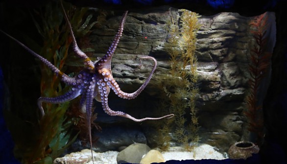 SEA LIFE Melbourne Aquarium Reopens To Public Under Victoria's Eased COVID-19 Restrictions