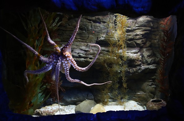 SEA LIFE Melbourne Aquarium Reopens To Public Under Victoria's Eased COVID-19 Restrictions