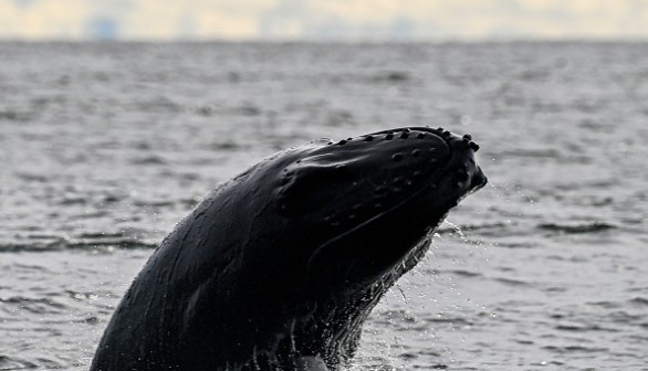 COLOMBIA-WHALE