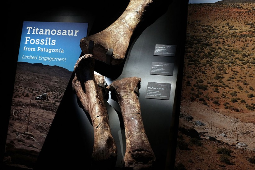 Museum Of Natural History Holds Media Preview Of New 122-Foot Dinosaur Exhibit