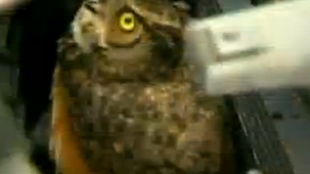 Florida Owl Rescued After Being Trapped in SUV Grill