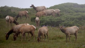 Bay Area Tule Elk Herd Threatened By California Drought