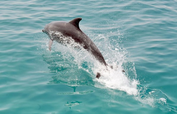 7 Disturbing Facts That Reveal the Mean Side of Dolphins