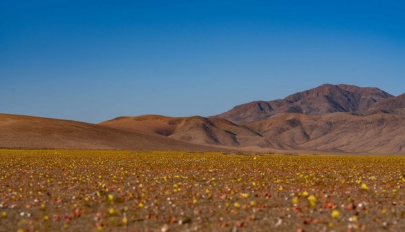 Flowers Bloom in One Of The Driest Deserts in The World