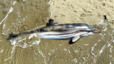 Stranded dolphin