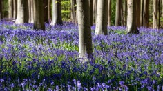 BELGIUM-ENVIRONMENT-FOREST