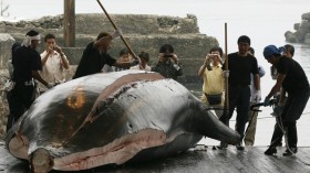 whale hunting in Japan