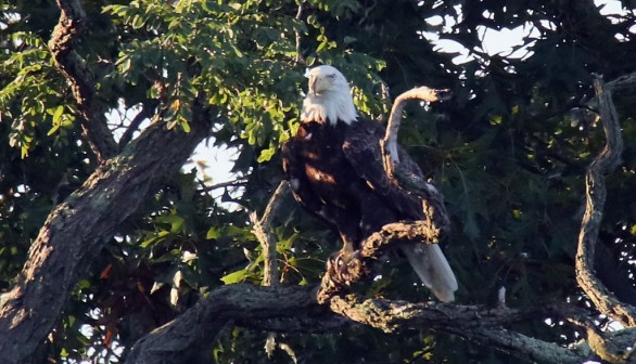 Bald Eagle