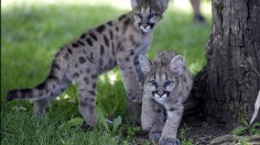 Rescued Cougar Cubs Make New Home In California