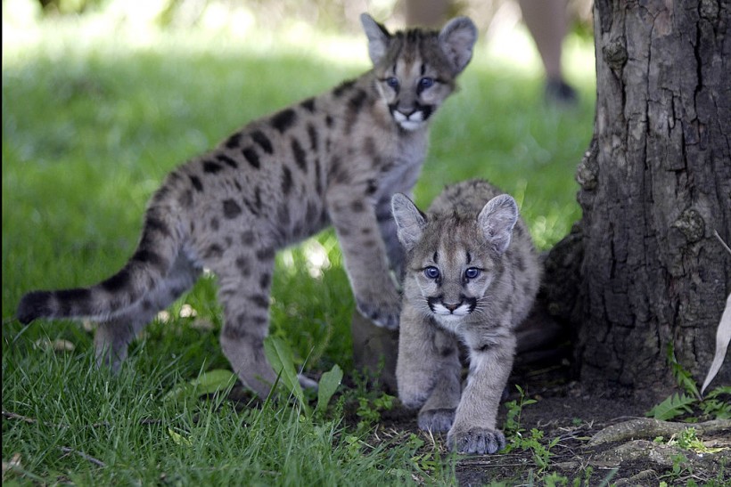 Rescued Cougar Cubs Make New Home In California